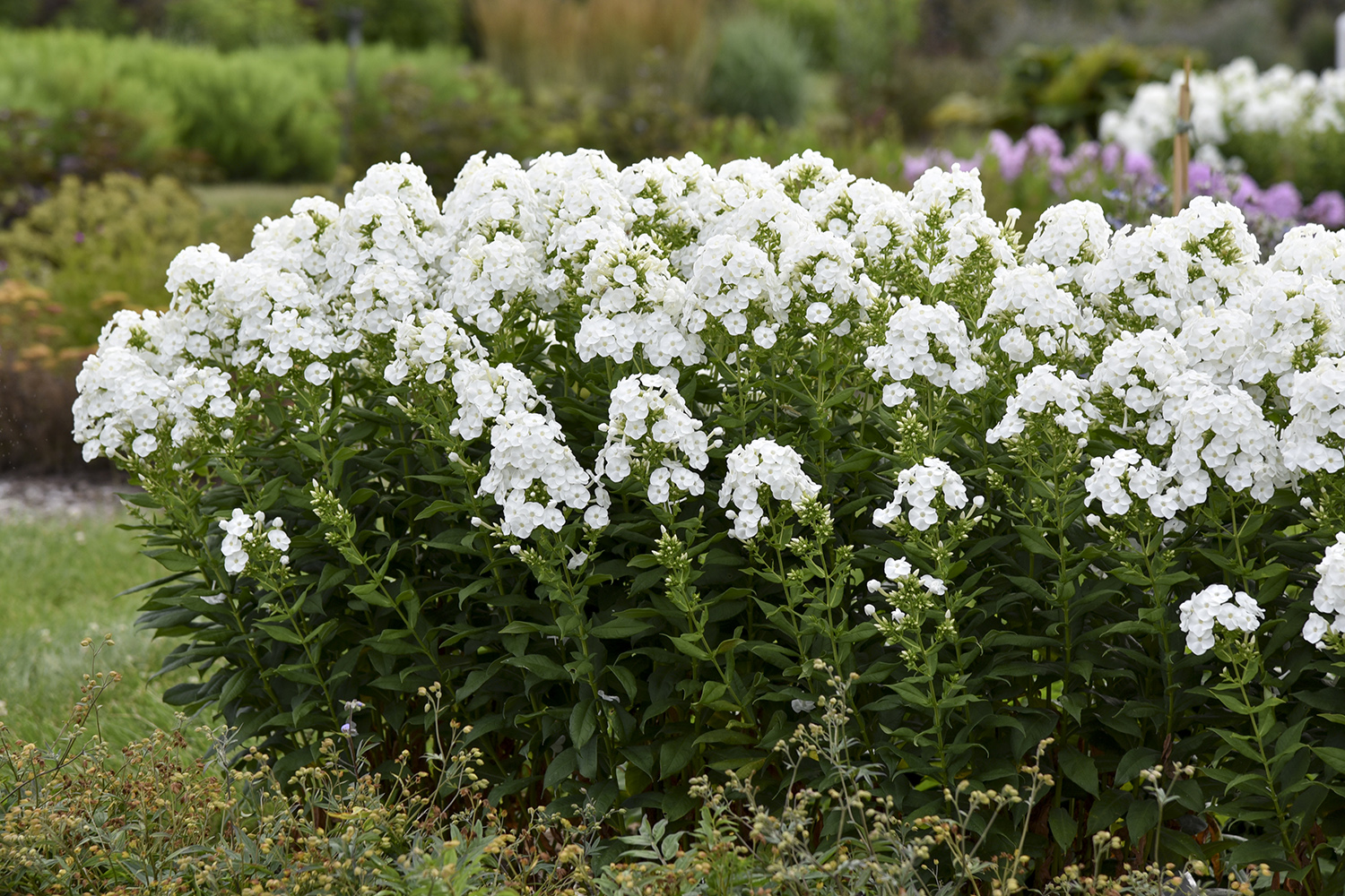 Phlox